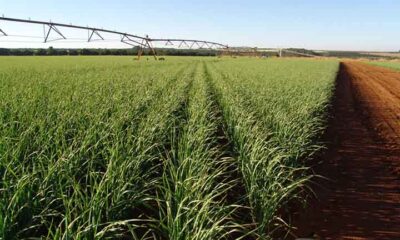 Alho-poró ajuda na digestão e na saúde dos ossos; saiba usar