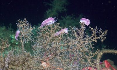 Pesquisadores encontram novas espécies de animais em cânions submarinos