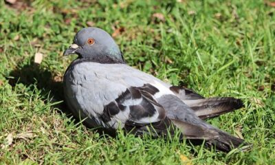 Rússia testa “pombos-drone” com chips cerebrais para missões de vigilância