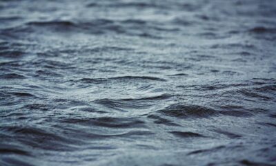 Novas espécies são descobertas nas profundezas do mar; tem até “vermes zumbis”