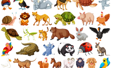 Extremos do mundo animal: curiosidades que chamam atenção