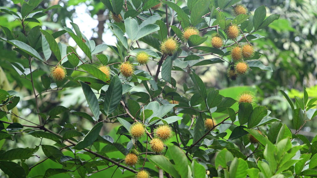 A árvore frutífera perfeita para sua calçada está aqui!