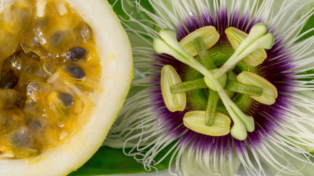 Maracujá é saúde pura e dá pra plantar em casa!