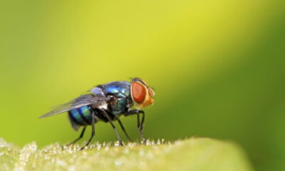 Diga adeus às moscas! Veja as plantas que as detestam e cultive