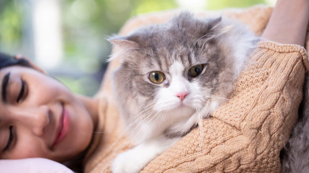 Ele levou um susto com você: veja como pedir desculpa ao seu gato e transformar tensão em carinho