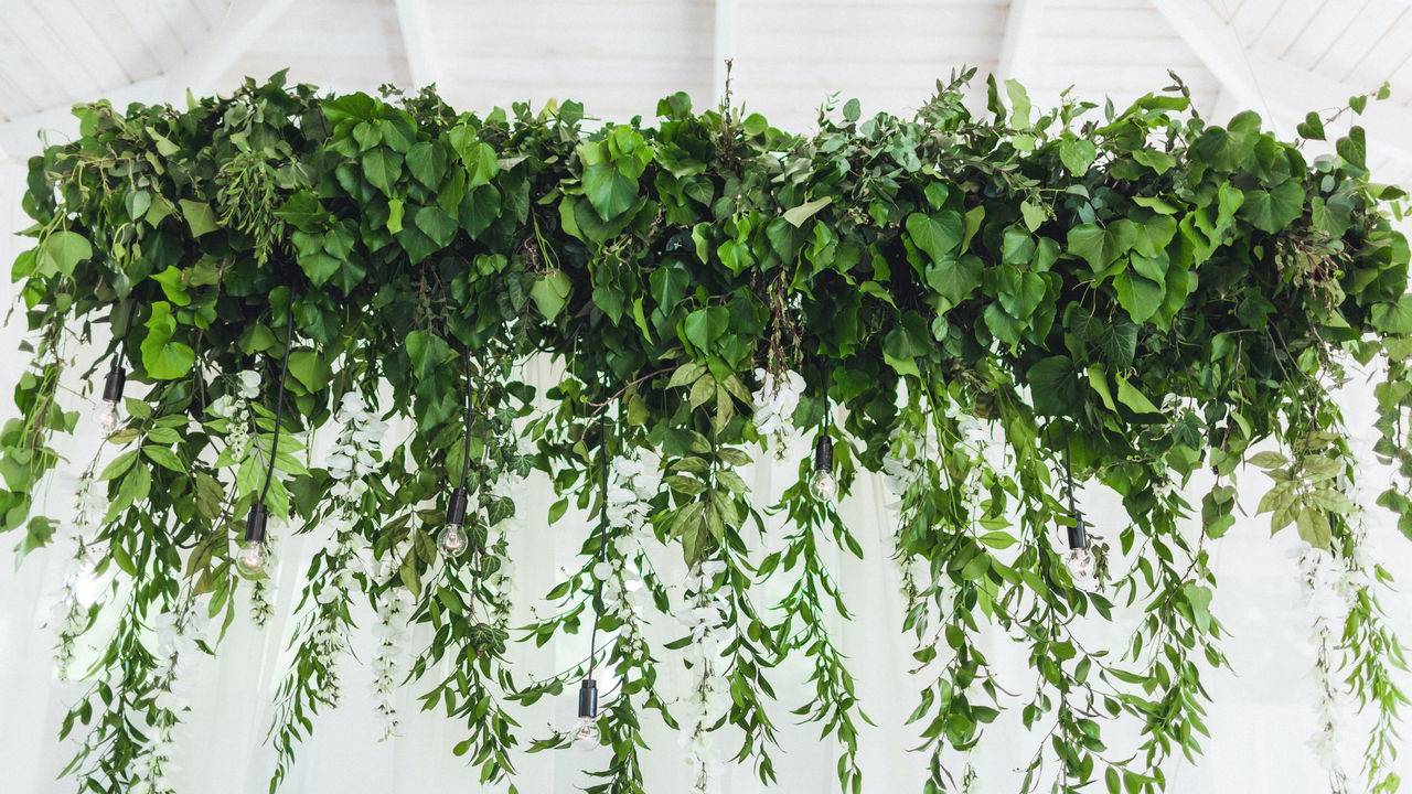 Você não vai acreditar no efeito dessas plantas na sua decoração