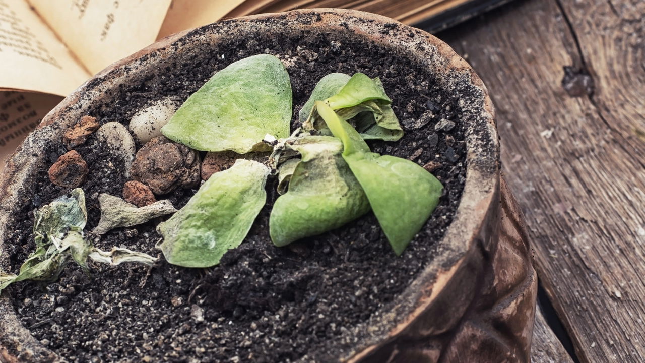 Dica definitiva para salvar plantas ressecadas antes que seja tarde