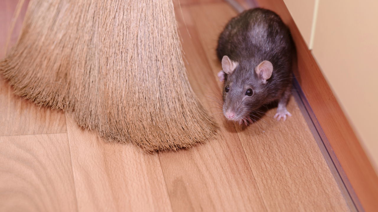 Casa livre de pragas com papel alumínio! Veja como usar