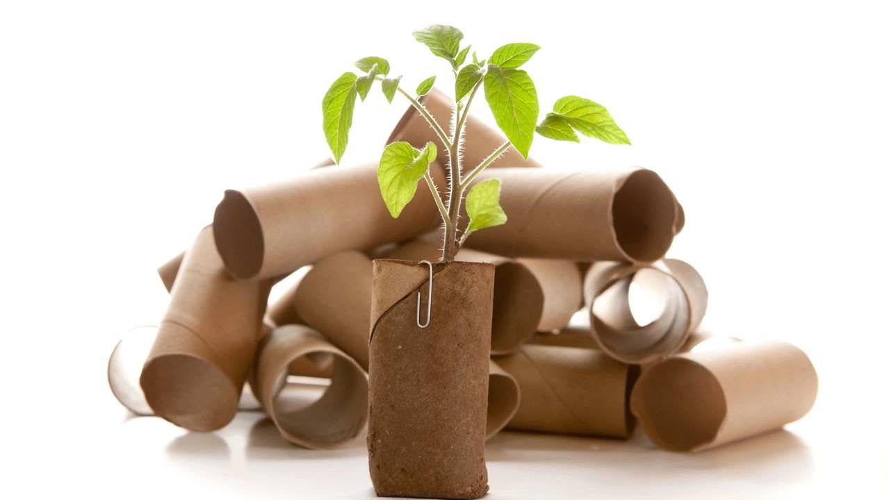 Rolo de papel higiênico vira ouro para o seu jardim