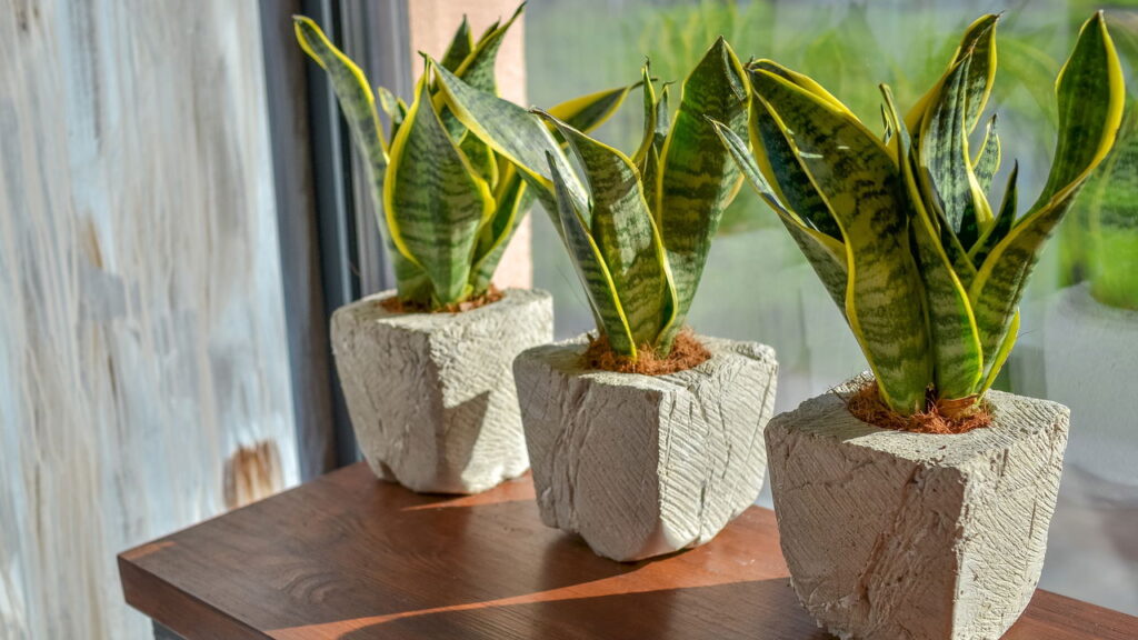 4 motivos que vão fazer você querer espada-de-são-jorge em casa!