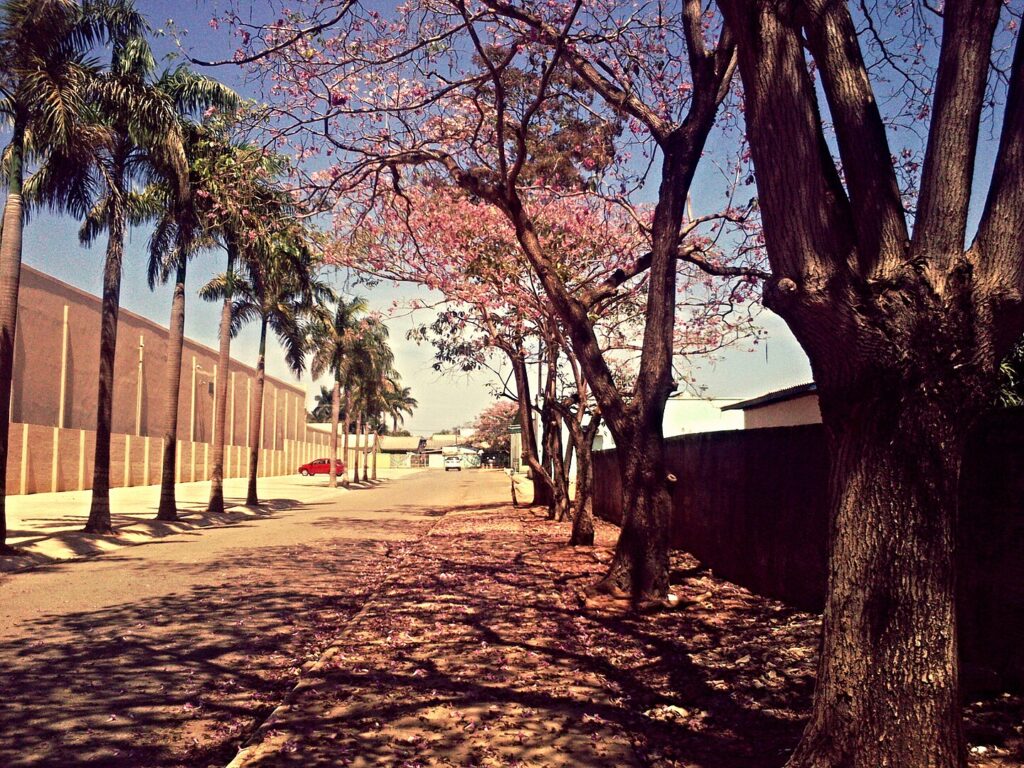 Cidade em Rondônia atrai olhares com economia e qualidade de vida