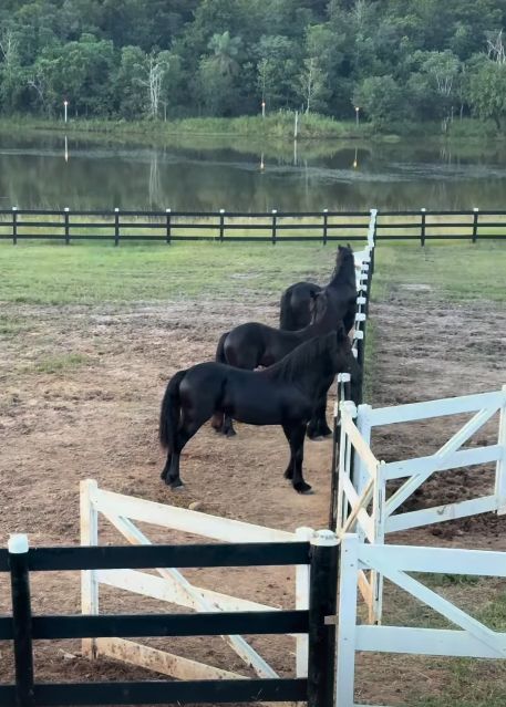 Gusttavo Lima - Reprodução / Redes Sociais