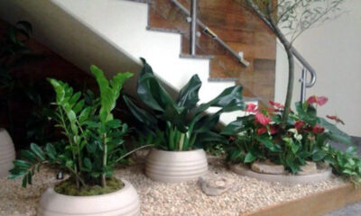 Mãos na terra! aprenda a montar seu jardim interno passo a passo!