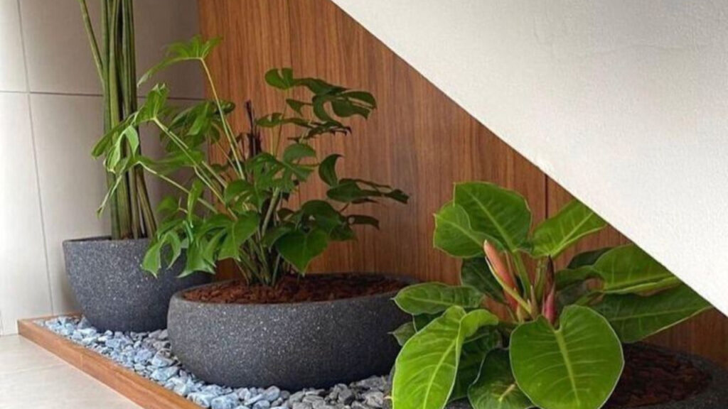 Mãos na terra! aprenda a montar seu jardim interno passo a passo!