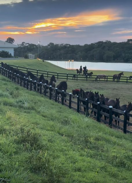 Gusttavo Lima - Reprodução / Redes Sociais