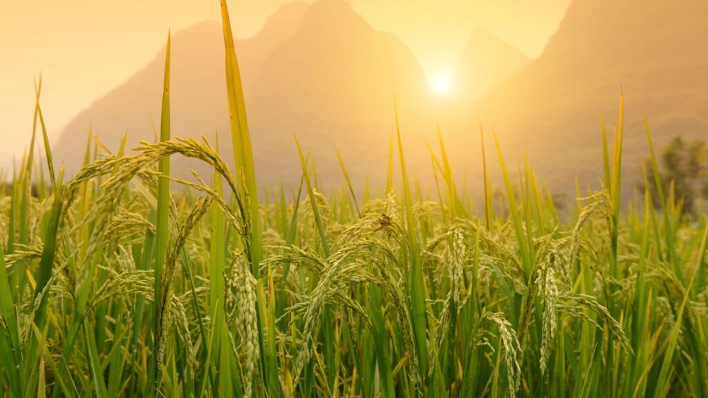 Você nunca imaginou! Plantar arroz é mais fácil do que parece!