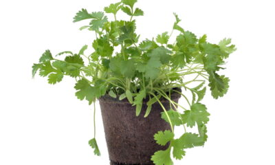 O guia definitivo para plantar coentro em vaso do jeito mais fácil