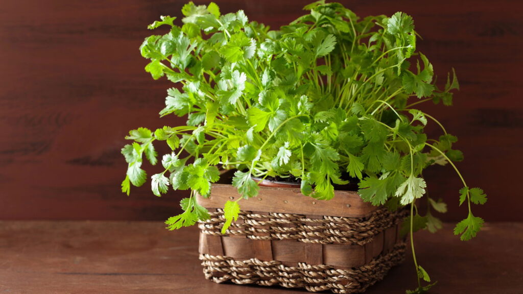 O guia definitivo para plantar coentro em vaso do jeito mais fácil
