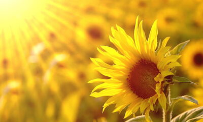 O passo a passo para plantar girassóis e cuidar da espécie solar