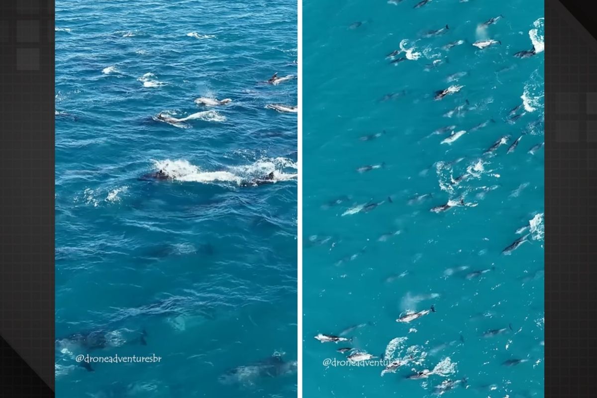 Drone flagra golfinhos em formação perfeita no litoral do Rio