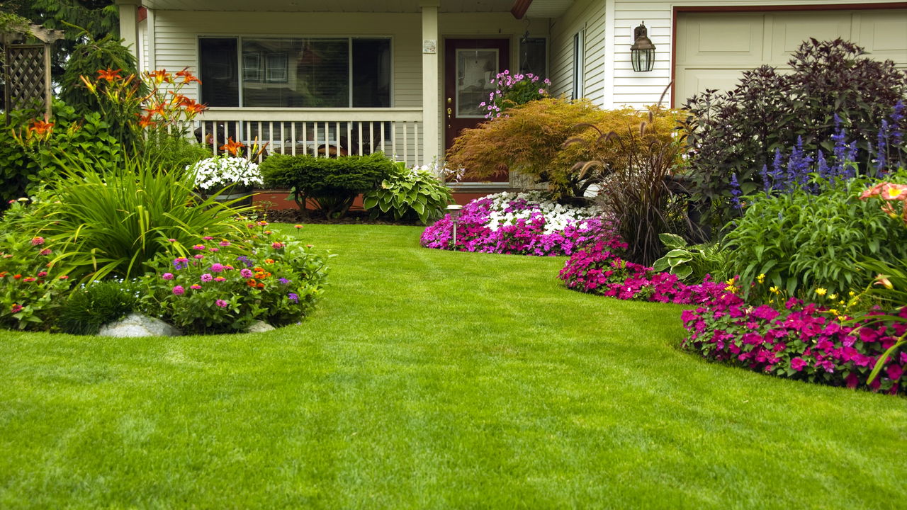 Transforme seu quintal com grama de semente fácil de plantar
