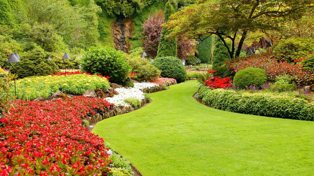 Transforme seu quintal com grama de semente fácil de plantar
