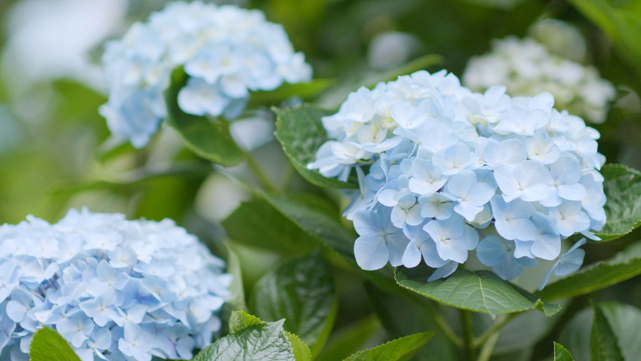 Sua casa pode estar carregada por causa dessa planta