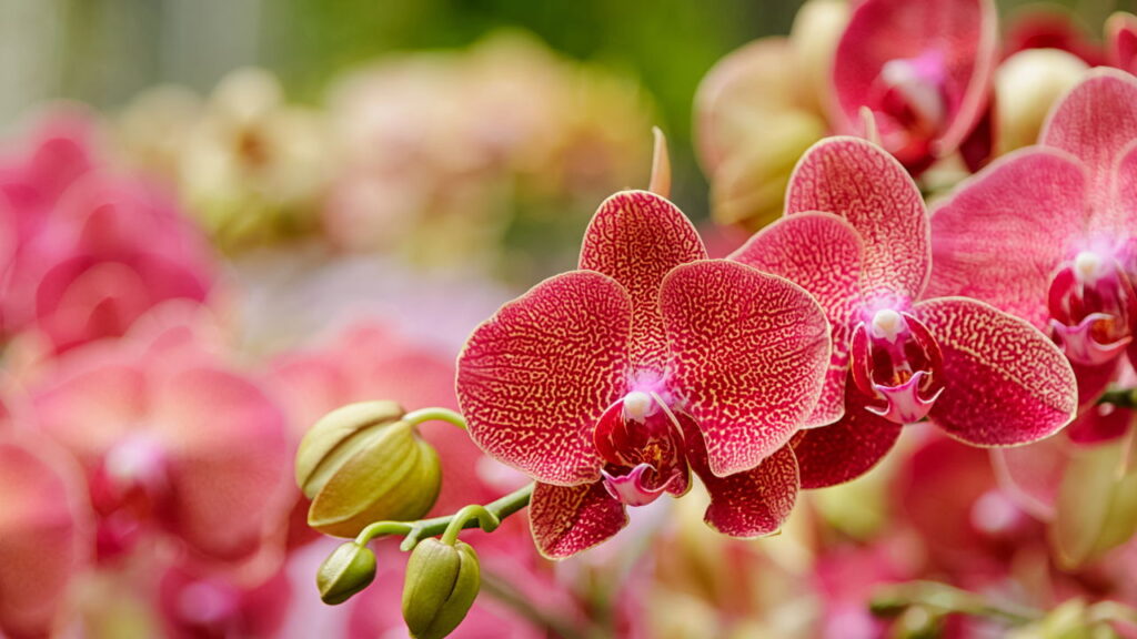 Duas plantas que crescem sem erro em qualquer casa

