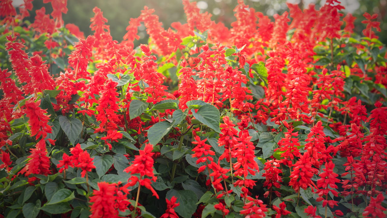 5 plantas de inverno que florescem e encantam nos dias frios