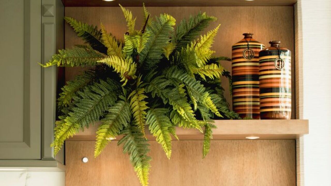 Quer refrescar o ambiente? Essas plantas fazem isso de forma natural