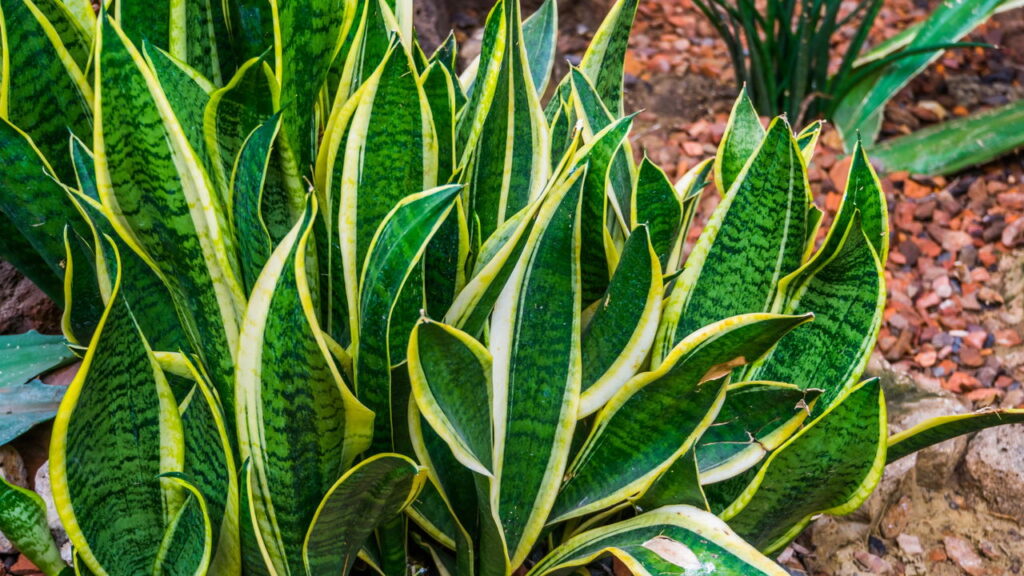 5 plantas perfeitas para quem está começando a montar um jardim