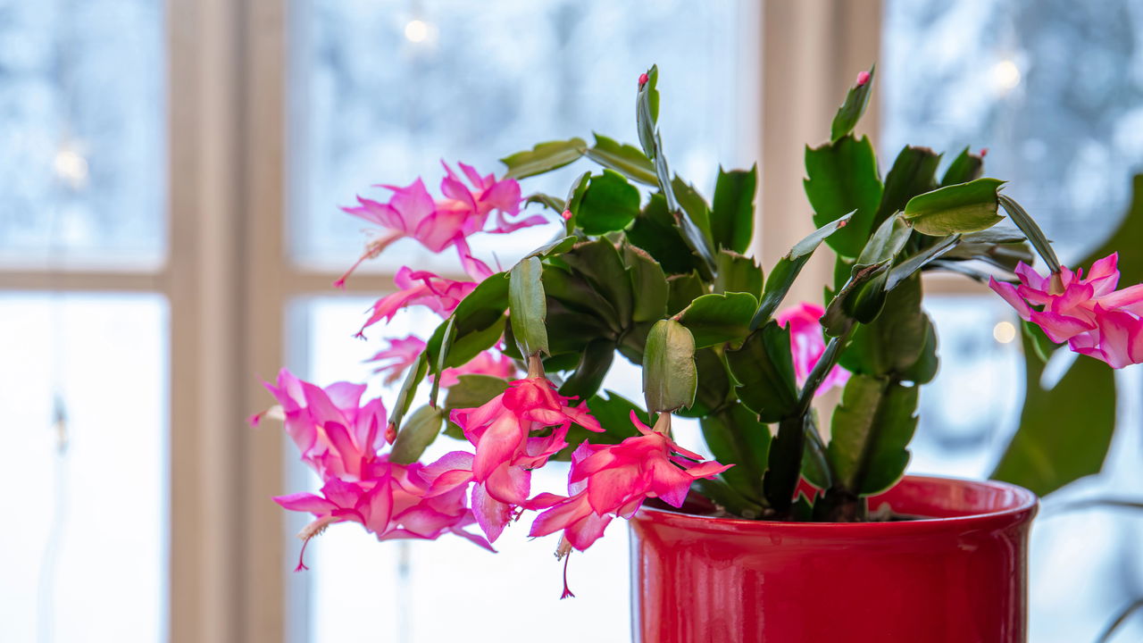 5 cuidados que transformam sua flor-de-maio