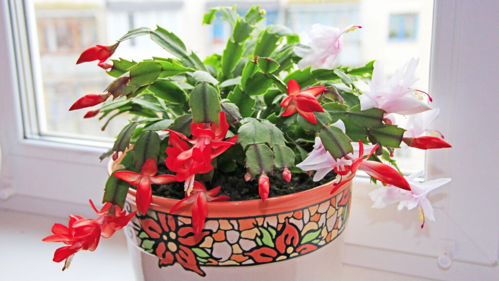 5 cuidados que transformam sua flor-de-maio