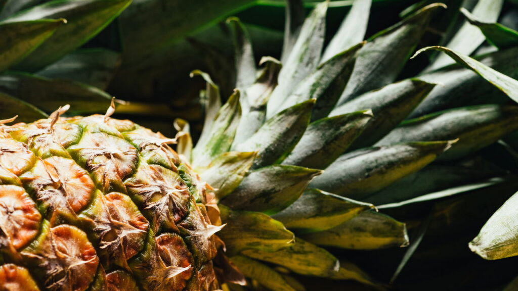 Plantar abacaxi em casa pode transformar seu jardim e poucos sabem disso