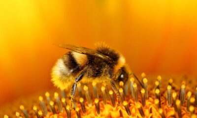 Essa planta parece inofensiva mas é fatal para as abelhas