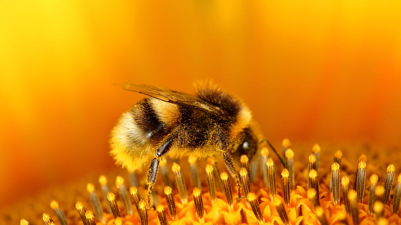 Essa planta parece inofensiva mas é fatal para as abelhas