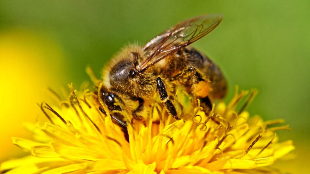 Essa planta parece inofensiva mas é fatal para as abelhas