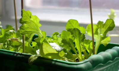 Como cultivar alface em vaso e colher o ano todo