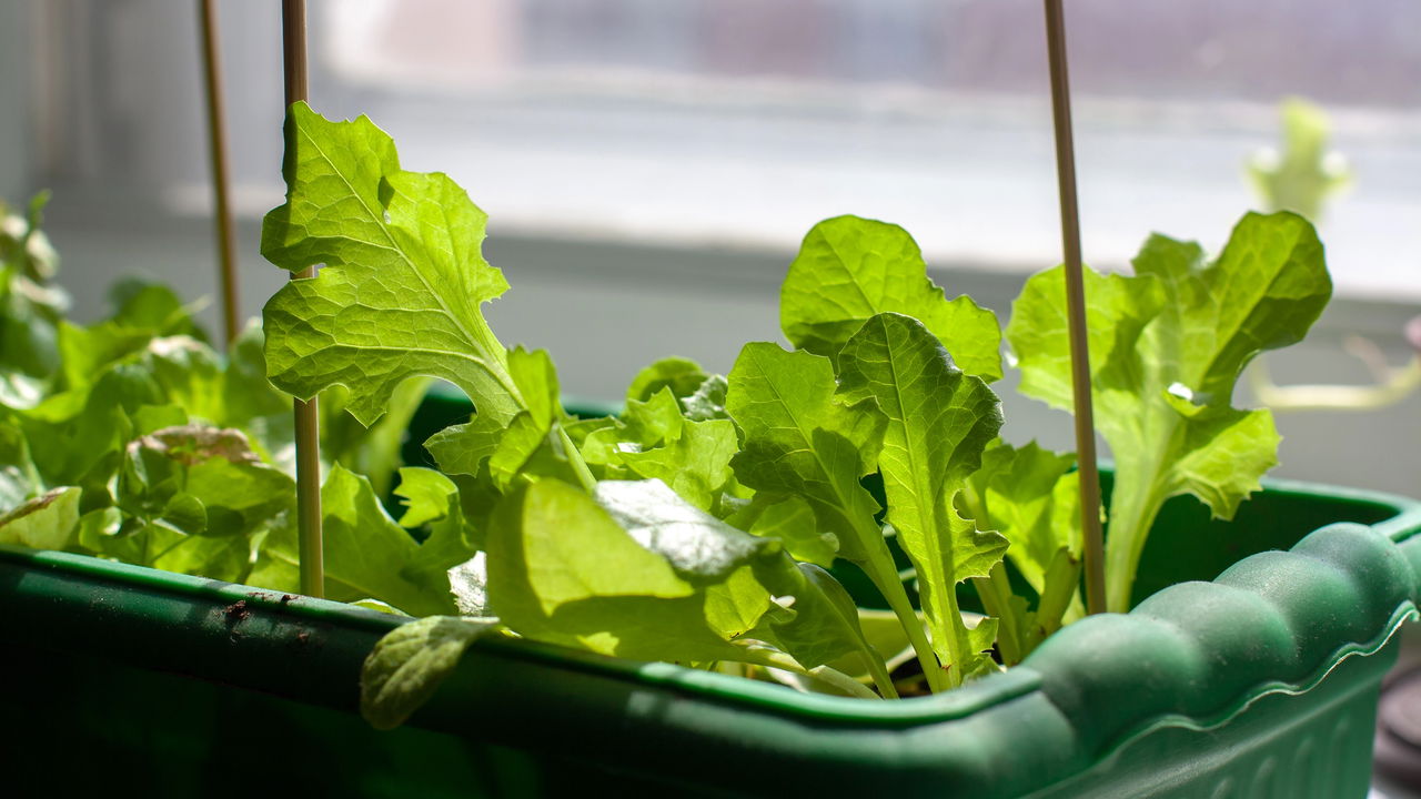Como cultivar alface em vaso e colher o ano todo