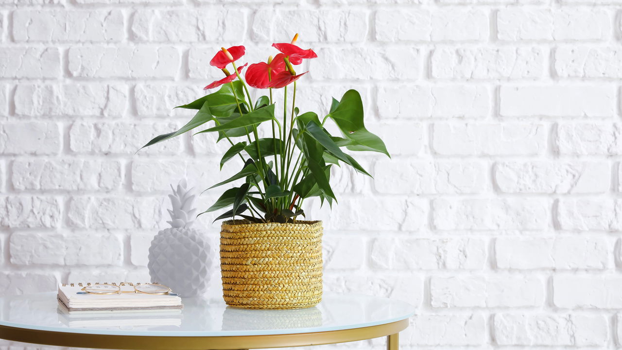 Uma planta única que traz beleza e saúde para o seu lar