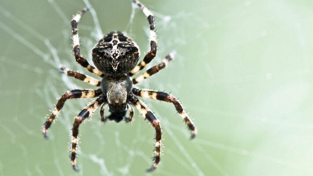 Aranha em casa não é sempre problema: por que ela pode estar ajudando mais do que incomodando