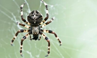 O que significa sonhar com aranhas, segundo a psicologia