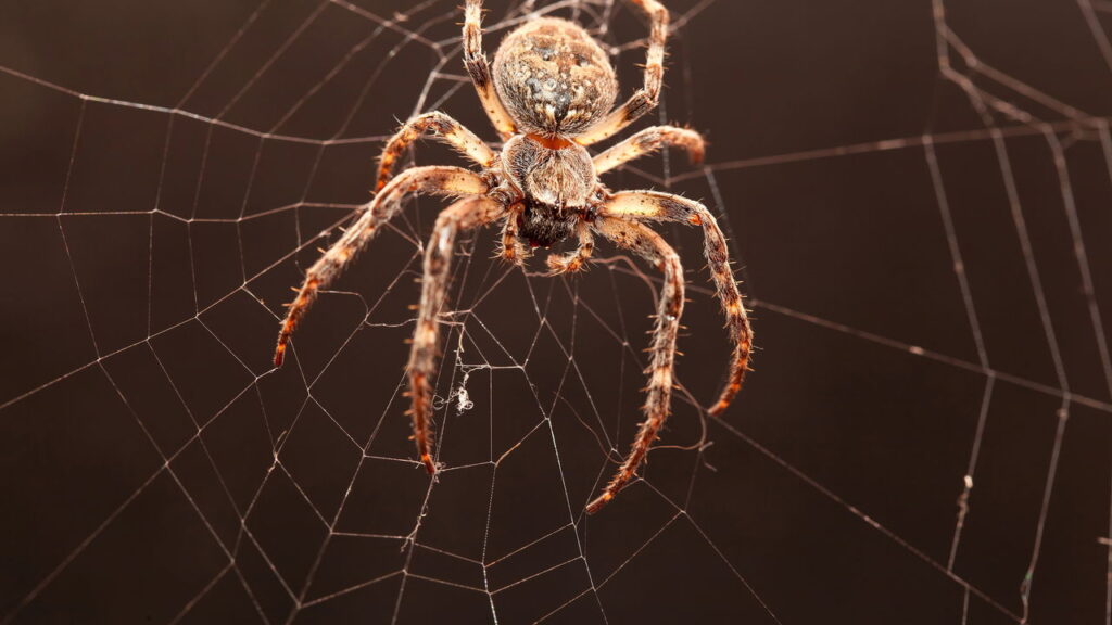 O que significa sonhar com aranhas, segundo a psicologia