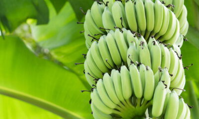 Plante banana no quintal e o resultado vai te surpreender