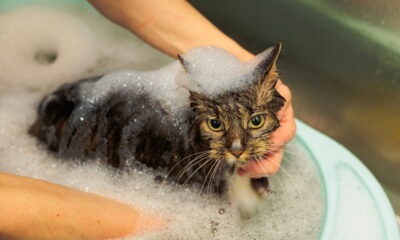 Veterinários respondem se gatos podem tomar banho