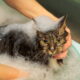 Veterinários respondem se gatos podem tomar banho