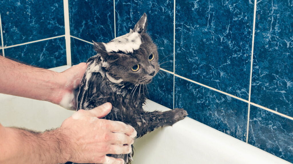 Veterinários respondem se gatos podem tomar banho
