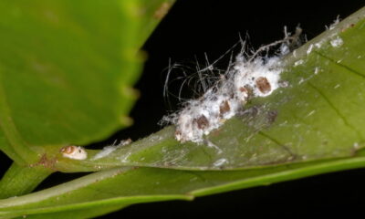 Guia completo! Elimine cochonilhas das suas plantas com métodos naturais