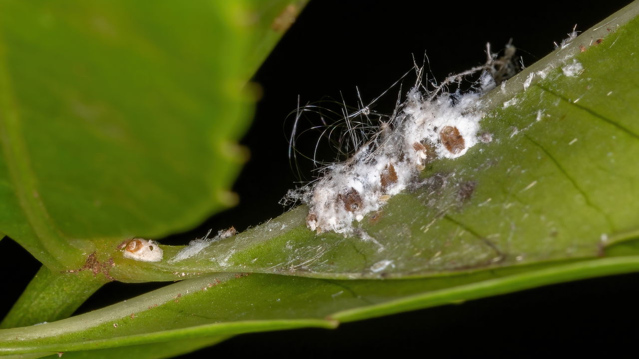 Guia completo! Elimine cochonilhas das suas plantas com métodos naturais