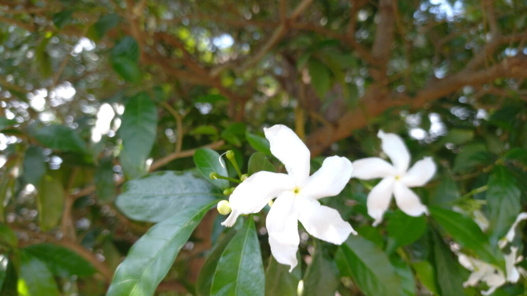 Plante seu próprio cravo-da-índia! Dicas cruciais para o sucesso no cultivo